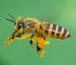 Honey Bee flying covered in pollen collected from flowers