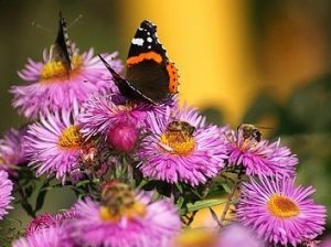 Butterflies and Bees