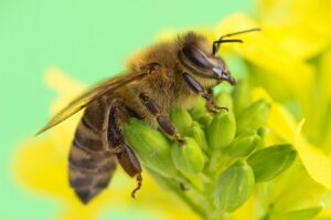 Close up Photo of Honey Bee
