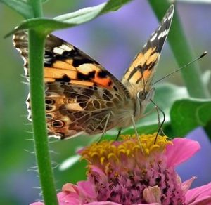 Butterfly And Bee Garden