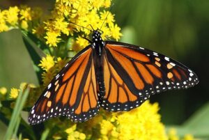 Monarch Butterflr sitting on yellow flowers