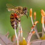 pesticides and honey bees