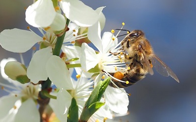 Why Flowers need Bees to Bloom