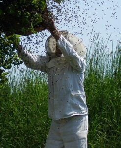 Beekeeper in protective clothing handling a swarm of bees