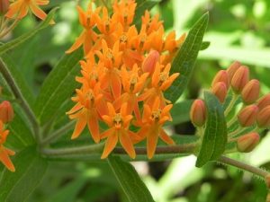 Growing Butterfly Weed