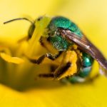 metallic green bee
