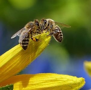 Honeybee vs Bumblebee