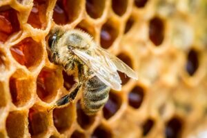 Bees producing honey
