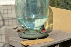 Bees Drinking water