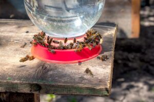 Water Feeder for Bees