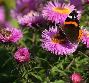 How do butterflies and bees help plants