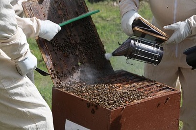 get started with beekeeping