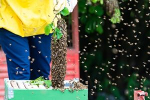 Honeybees Swarm