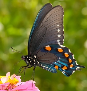 A butterfly which is an insect