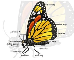 The Butterfly Body Parts