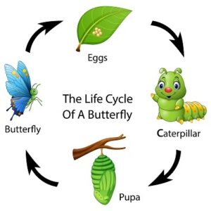 butterfly facts for kids