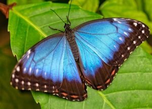 blue butterfly for hope