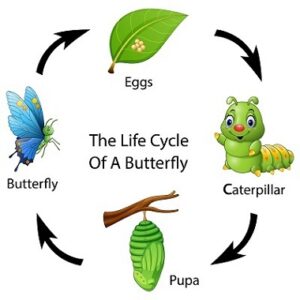 The 4 stages of metamorphosis