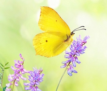 yellow butterfly on lavander