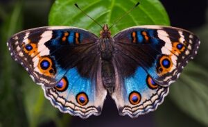 Blue pansy butterfly in garden