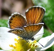 Pygmy Blue Butterfly