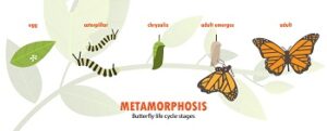 Caterpillar to Butterfly stages