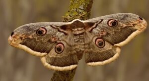 Moths are Symbols