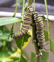 Raising caterpillars