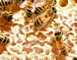 Worker Bees on Capped Honey