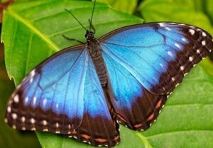 blue butterfly symbolism
