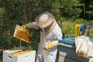 Beekeeper With smoker inspecting hive