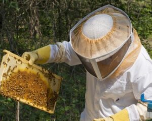 Beekeeper wearing protective gear to prevent bees stinging