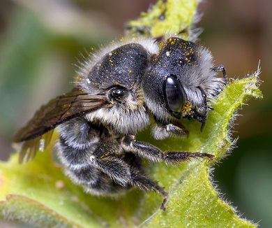 Leafcutter Bee Builds Their Nest