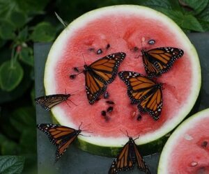 Watermelon with butterflies in Butterfly Terrarium