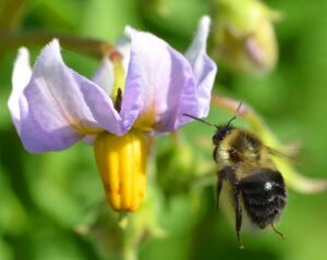 Bee Buzz Pollinating a Potato flower