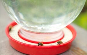 Bee Feeder with Sugar Water