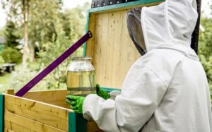 Beekeeper Feeding Bees