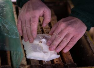 Beekeeper Placing winter feed in hive