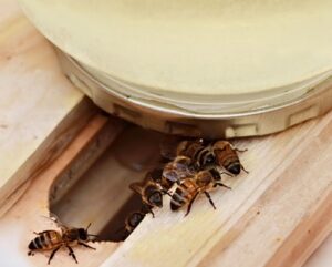 Bees Feeding on Homemade Syrup