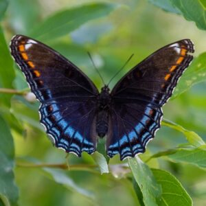 Butterflies strategically choose their breeding and resting areas
