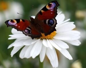 Butterflies with eyespots include the peacock butterfly