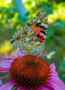 Create butterfly-friendly habitats