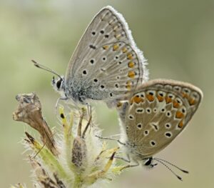 Two Common Blue Butterfly on plant